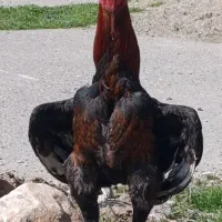 خروس لاری . جوجه لاری
