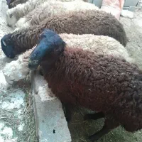 بره نر درجه یک
