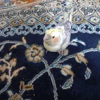 عروس هلندی