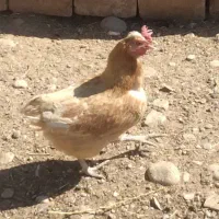 مرغ کرک