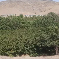 باغ۲۰۰۰متری فندق و گردوسیب ۶دانگ روستای اوول وشنوه