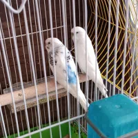 جفت مرغ عشق