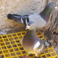 نشسته|پرنده|خورموج, |دیوار