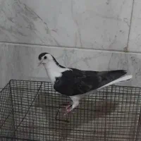 ۸عدد پلاس