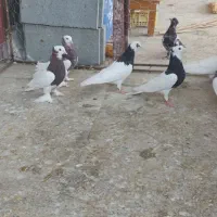 فروش طوقی