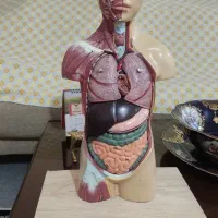 ماکت بدن انسان
