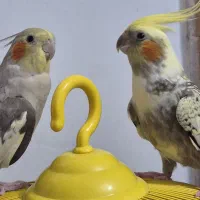 فروش ۲ عدد عروس هلندی ماده دستی با قفس کامل