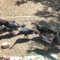 بوقلمون از نژاد انگلیسی