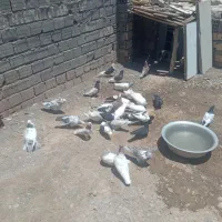 کفتر
