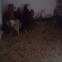 ۳ عدد خروس بالغ محلی