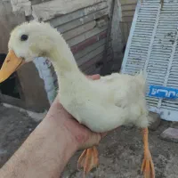 اوردک