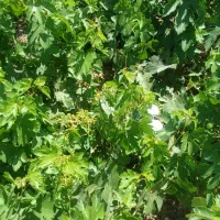 باغ-انگور-در-نژمار