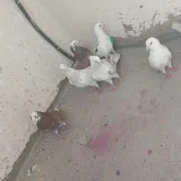کفتر