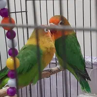 فروش طوطی برزیلی