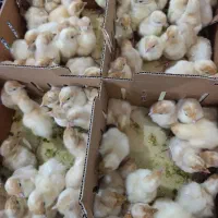 جوجه بوقلمون بیوتی