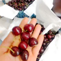 میوه سرای پوسیده نبش شاهنامه 51پیک رایگان درمحدوده