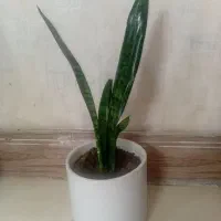 گل وگلدان