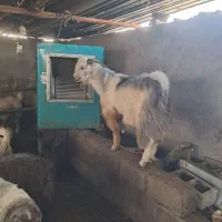 بز نر