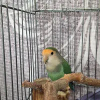 طوطی برزیلی ماده