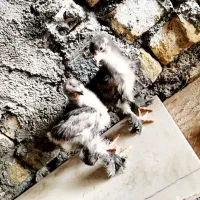 50تا جوجه برهما همه رنگ مشکی طوسی یک ماهه