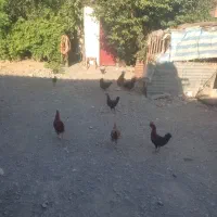 خروس