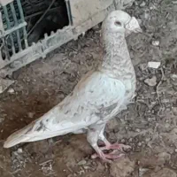 سرور|پرنده|چمران, |دیوار