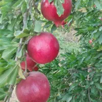 باغ و زمین ساوه|فروش دفتر صنعتی، کشاورزی، تجاری|قم, ارم|دیوار