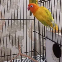 طوطی کوتوله یویینگ پاستیلی