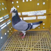 کفتر|پرنده|رستم‌آباد, |دیوار