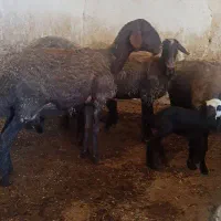 میش و بره