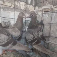 خطی