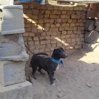 سگ سوسی سی ماده