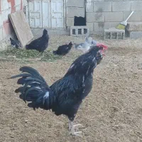 خروس گلین مست بدون پر غلط