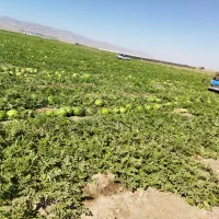 هندوانه جوین