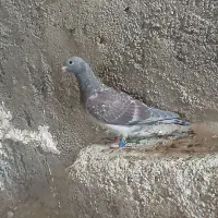 جوجه کبوتر پلاکی