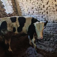 گوساله سیمنتال نر