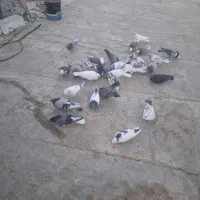 کفتر پرشی