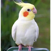 عروس هلندی نر دستی