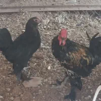 مرغ و خروس مینیاتوری پرپا