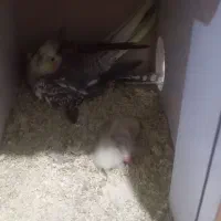 عروس هلندی جفت با جوجه