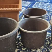 گلدان|گل و گیاه طبیعی|ارومیه, |دیوار