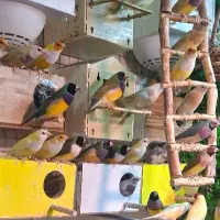 فروش جفت مولد فنچ گلدین