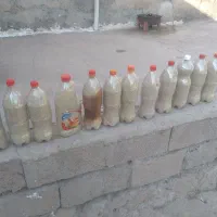 بذر درجه یکخالص