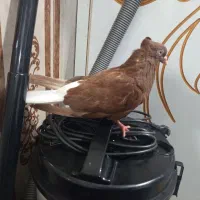 سرخ دم سفید