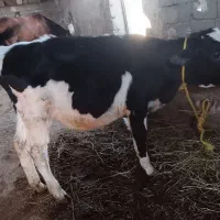 گاو گوساله