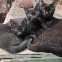 بچه گربه