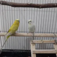 مرغ عشق مولد رنگ خاص