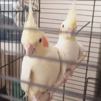 یک جفت عروس هلندی باجوجه
