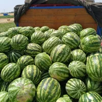 هندوانه شیرین آب دار