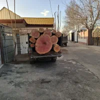 چوب بری وهرس کاری